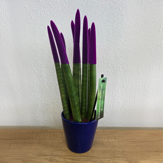Snake Plant Velvet Touch - Sansevieria cylindrica - Height 20-40cm - ⌀9cm