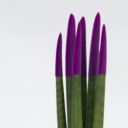 Snake Plant Velvet Touch - Sansevieria cylindrica - Height 20-40cm - ⌀9cm