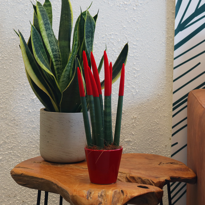 Snake Plant Velvet Touch - Sansevieria cylindrica - Height 20-40cm - ⌀9cm