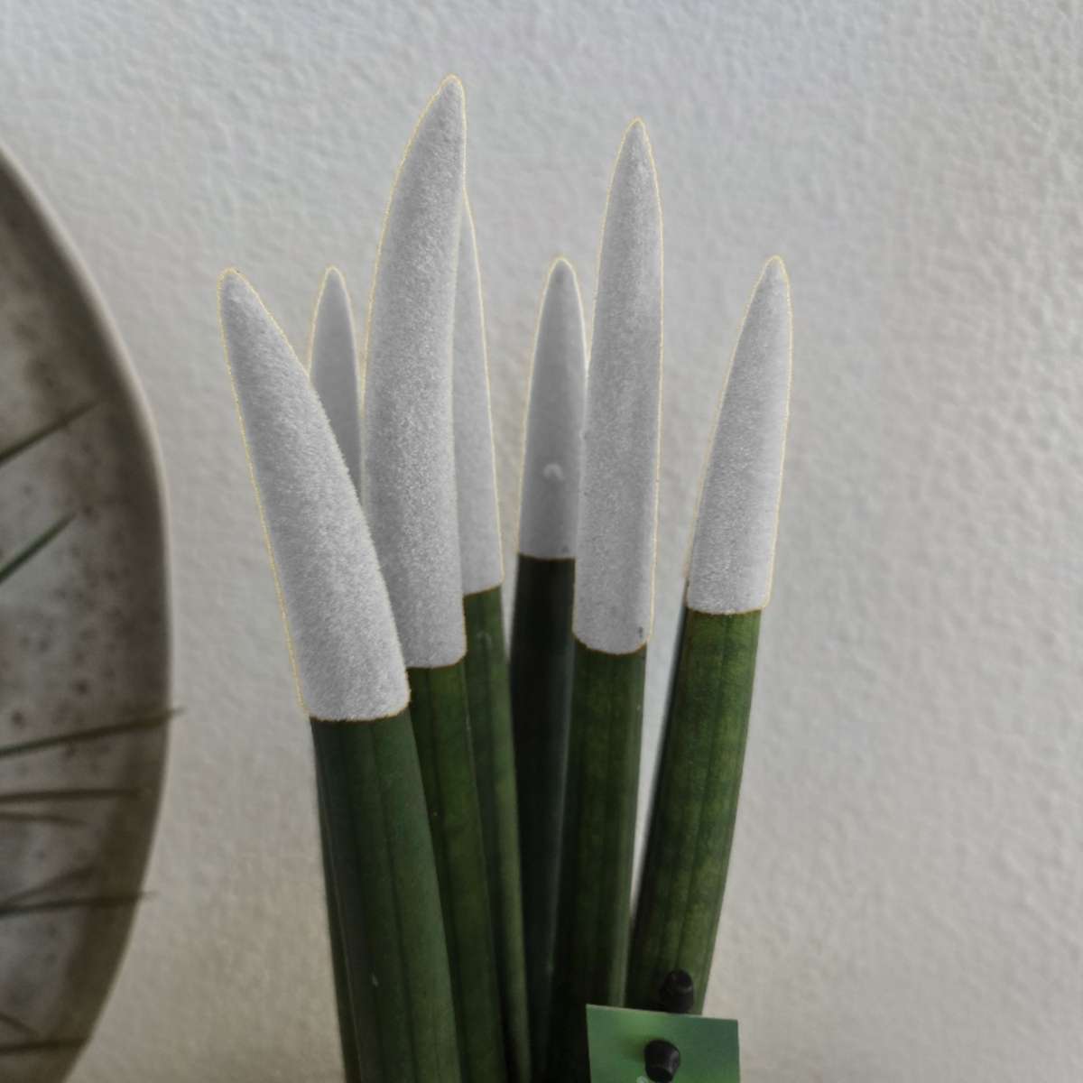 Snake Plant Velvet Touch - Sansevieria cylindrica - Height 20-40cm - ⌀9cm