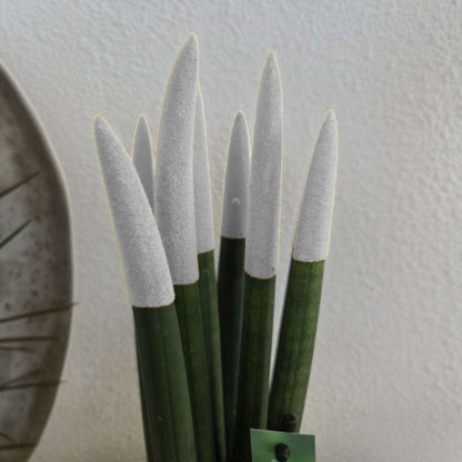 Snake Plant Velvet Touch - Sansevieria cylindrica - Height 20-40cm - ⌀9cm