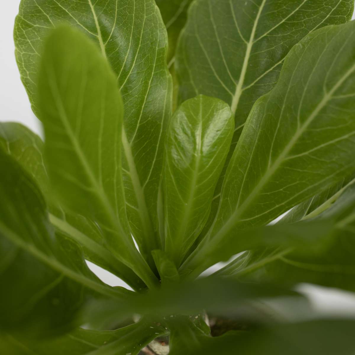 Hawaiian Palm - Brighamia insignis - Height 25-35cm - Pot 12cm