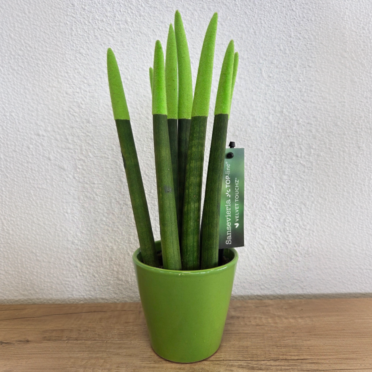 Snake Plant Velvet Touch - Sansevieria cylindrica - Height 20-40cm - ⌀9cm