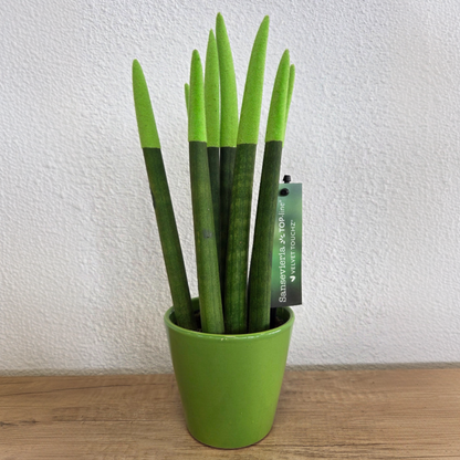 Snake Plant Velvet Touch - Sansevieria cylindrica - Height 20-40cm - ⌀9cm