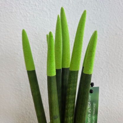 Snake Plant Velvet Touch - Sansevieria cylindrica - Height 20-40cm - ⌀9cm