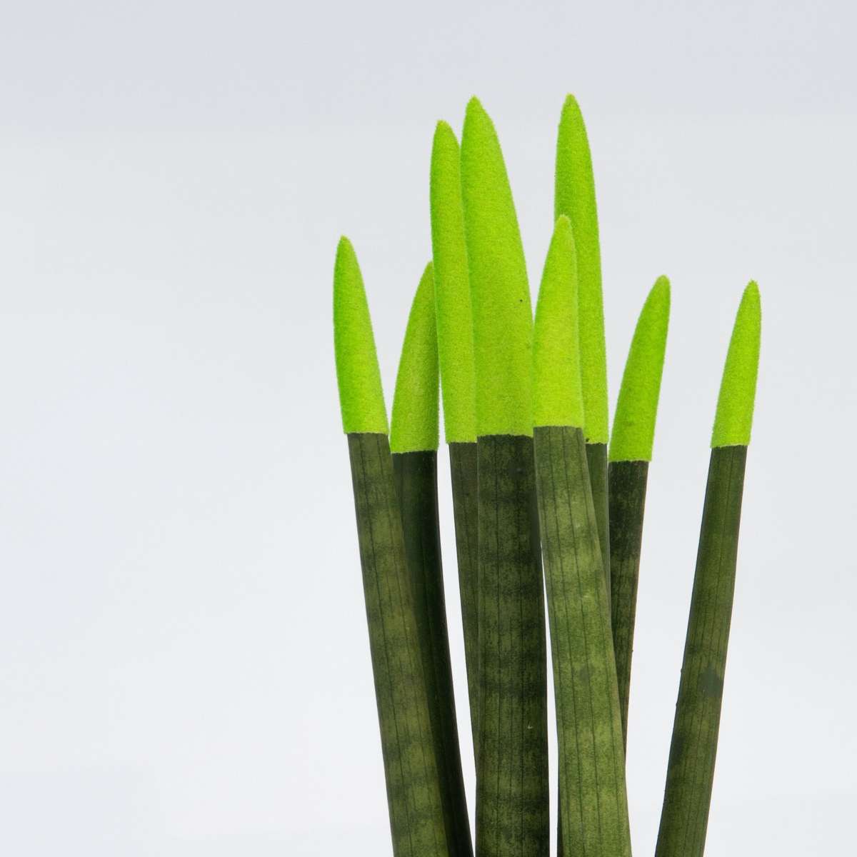Snake Plant Velvet Touch - Sansevieria cylindrica - Height 20-40cm - ⌀9cm