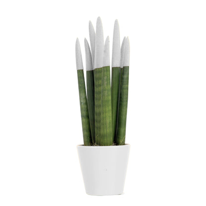Snake Plant Velvet Touch - Sansevieria cylindrica - Height 20-40cm - ⌀9cm