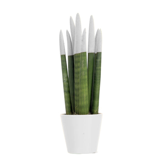 Snake Plant Velvet Touch - Sansevieria cylindrica - Height 20-40cm - ⌀9cm