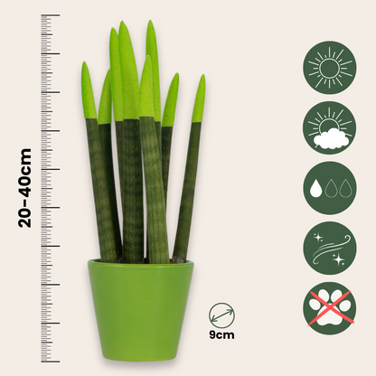 Snake Plant Velvet Touch - Sansevieria cylindrica - Height 20-40cm - ⌀9cm