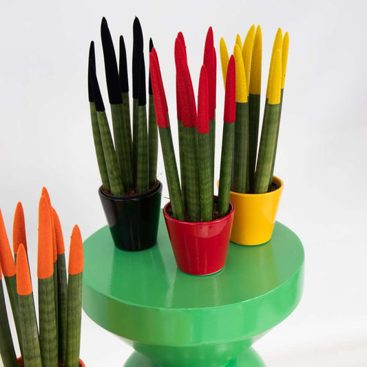 Snake Plant Velvet Touch - 3 pcs. - Sansevieria cylindrica - H20-40cm - ⌀9cm