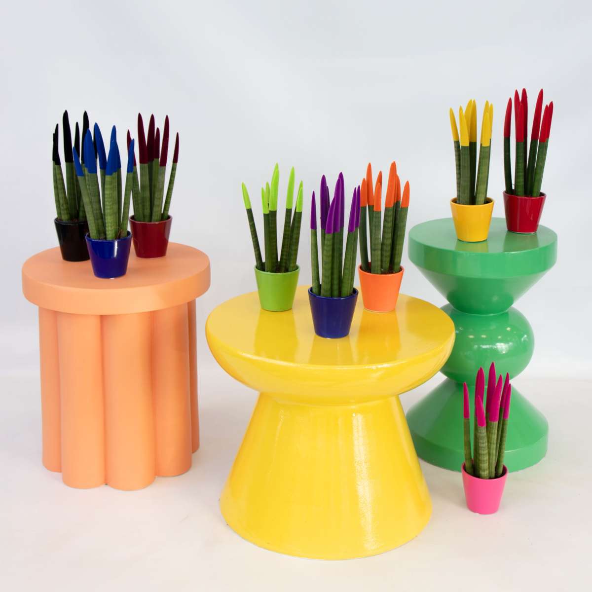 Snake Plant Velvet Touch - 3 pcs. - Sansevieria cylindrica - H20-40cm - ⌀9cm