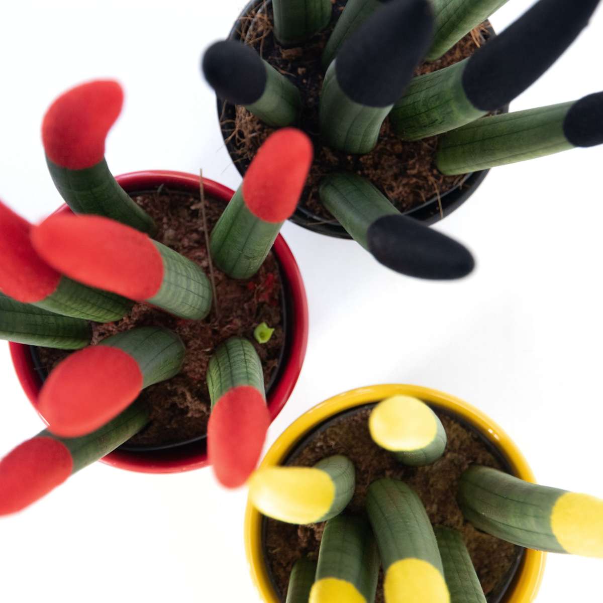 Snake Plant Velvet Touch - 3 pcs. - Sansevieria cylindrica - H20-40cm - ⌀9cm