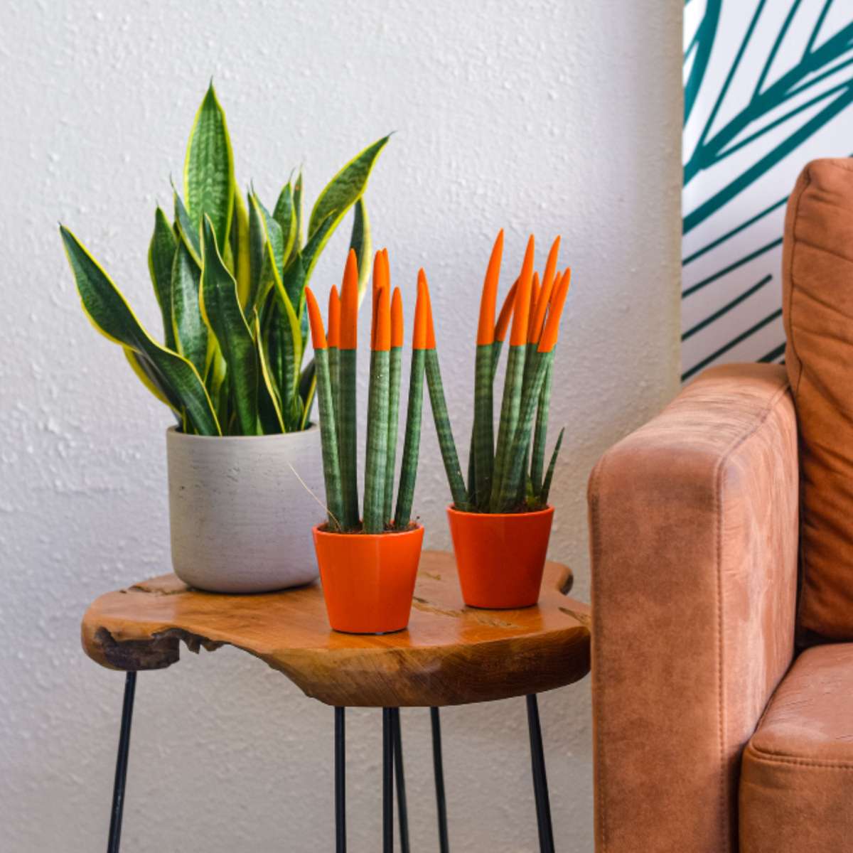 Snake Plant Velvet Touch - 2 pcs. - Sansevieria cylindrica - H20-40cm - ⌀9cm