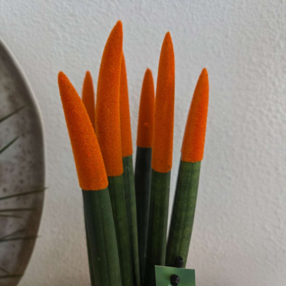 Snake Plant Velvet Touch - 2 pcs. - Sansevieria cylindrica - H20-40cm - ⌀9cm