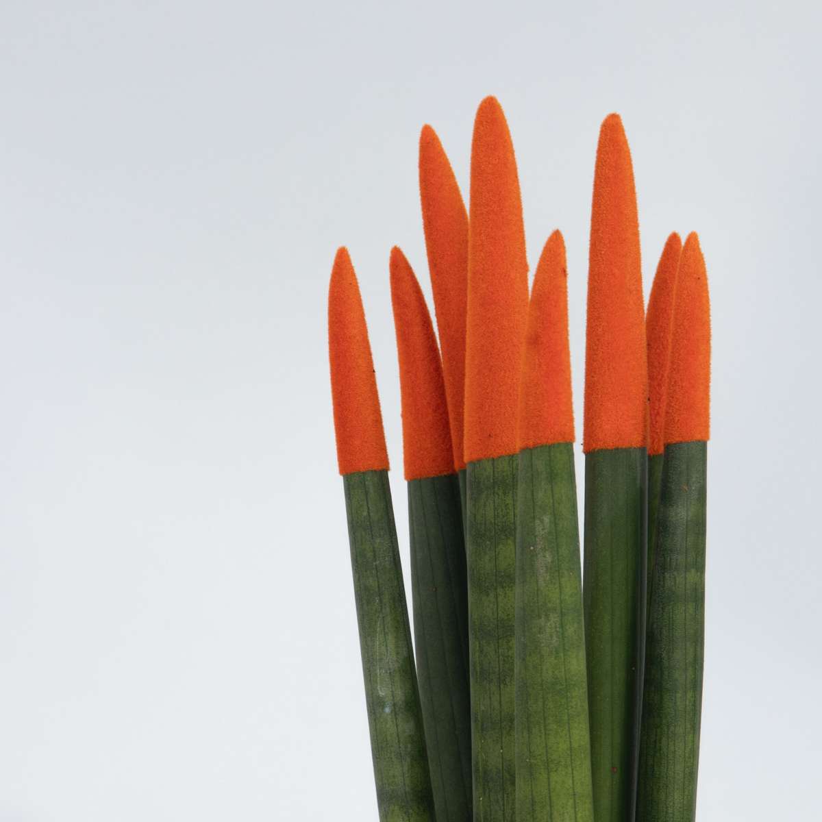 Snake Plant Velvet Touch - 2 pcs. - Sansevieria cylindrica - H20-40cm - ⌀9cm