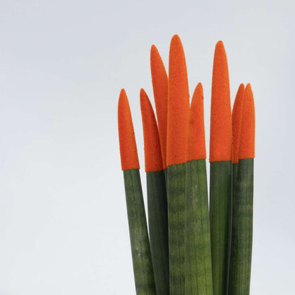 Snake Plant Velvet Touch - 2 pcs. - Sansevieria cylindrica - H20-40cm - ⌀9cm
