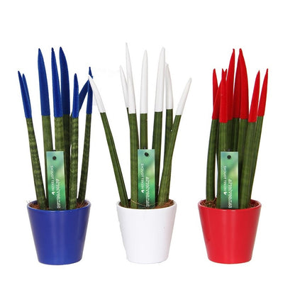 Snake Plant Velvet Touch - 3 pcs. - Sansevieria cylindrica - H20-40cm - ⌀9cm