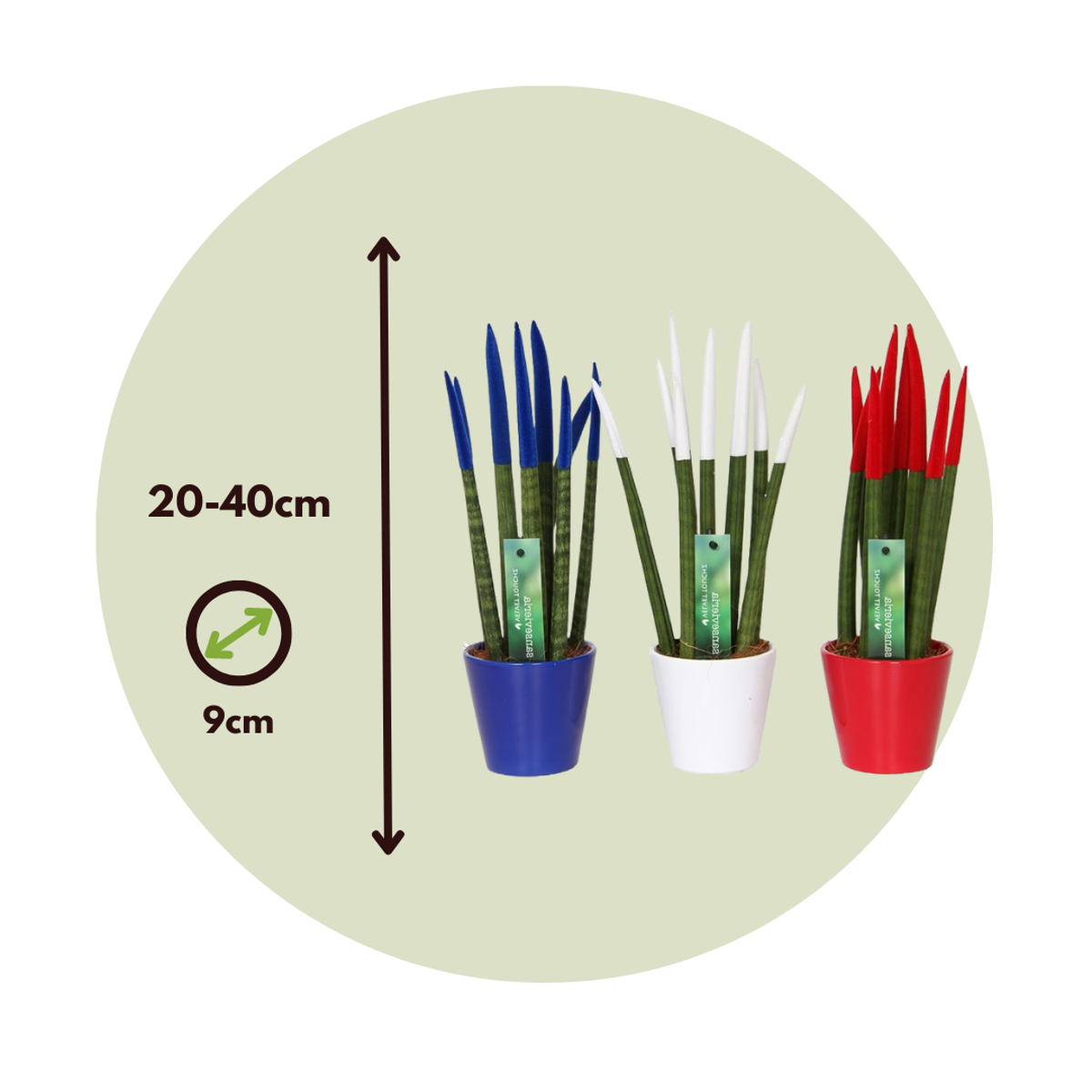 Snake Plant Velvet Touch - 3 pcs. - Sansevieria cylindrica - H20-40cm - ⌀9cm