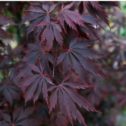 Japanese maple - 2 pcs. - Acer palmatum 'Black Lace' - Height 60-70cm - ⌀19cm