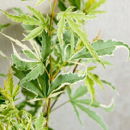 Japanese maple - 2 pcs - Acer palmatum 'Butterfly' - Height 35-55cm - ⌀15cm