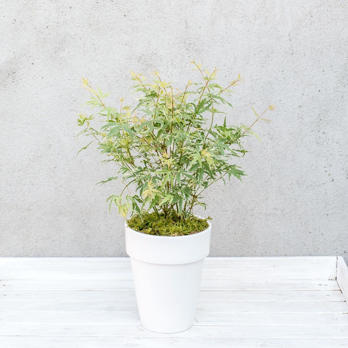 Japanese maple - 2 pcs - Acer palmatum 'Butterfly' - Height 35-55cm - ⌀15cm