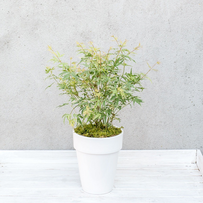 Japanese maple - 2 pcs - Acer palmatum 'Butterfly' - Height 35-55cm - ⌀15cm