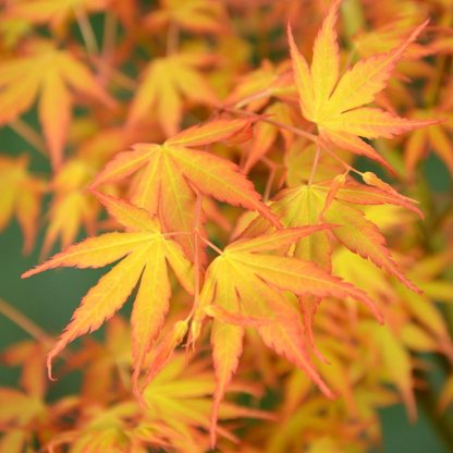 Japanese maple - 2 pcs - Acer palm. 'Orange Dream' - Height 35-55cm - ⌀15cm