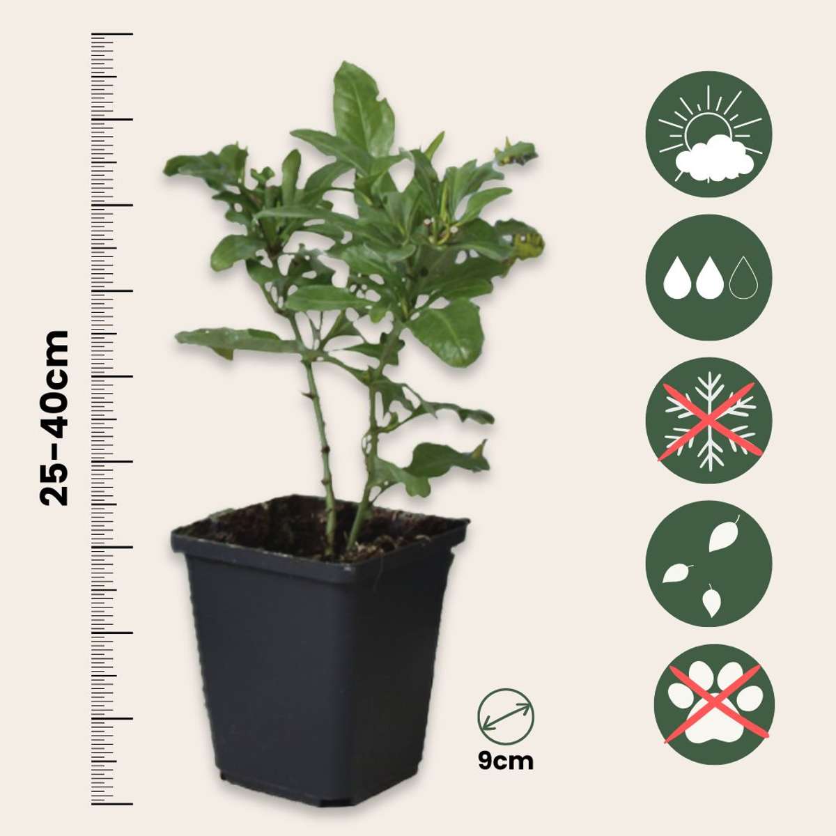 Cape leadwort - 3 pcs. - Plumbago auriculata - Height 25-40cm - ⌀9cm
