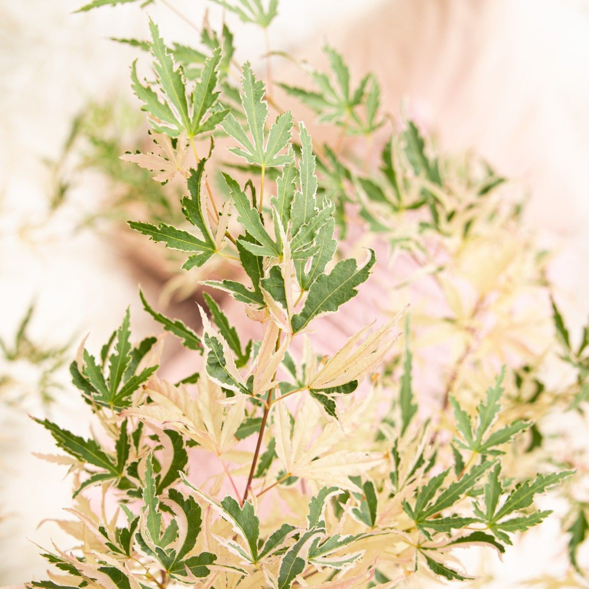 Japanese maple - 2 pcs. - Acer palmatum 'Taylor' - Height 50-60cm - ⌀19cm