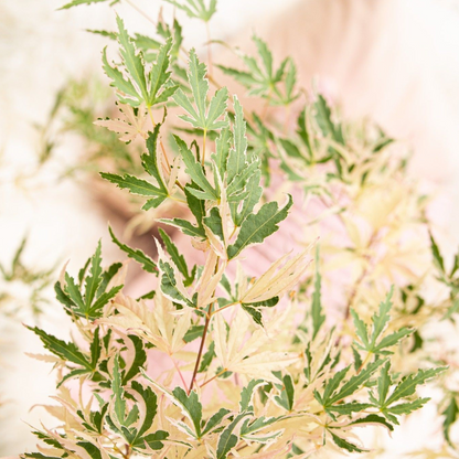 Japanese maple - 2 pcs. - Acer palmatum 'Taylor' - Height 50-60cm - ⌀19cm