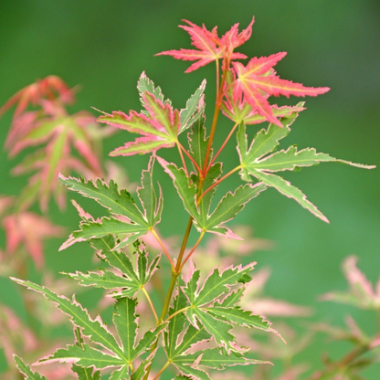 Japanese maple - 2 pcs. - Acer 'Ukigumo', Acer 'Taylor' - Height 35-55cm - ⌀15cm