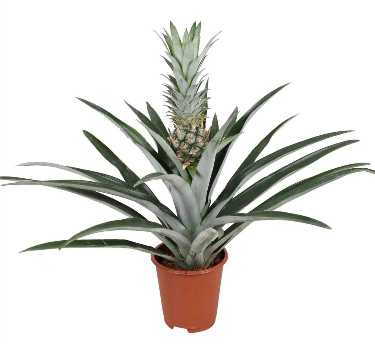 Pineapple - Ananas comosus - Height 45-55cm - ⌀14cm