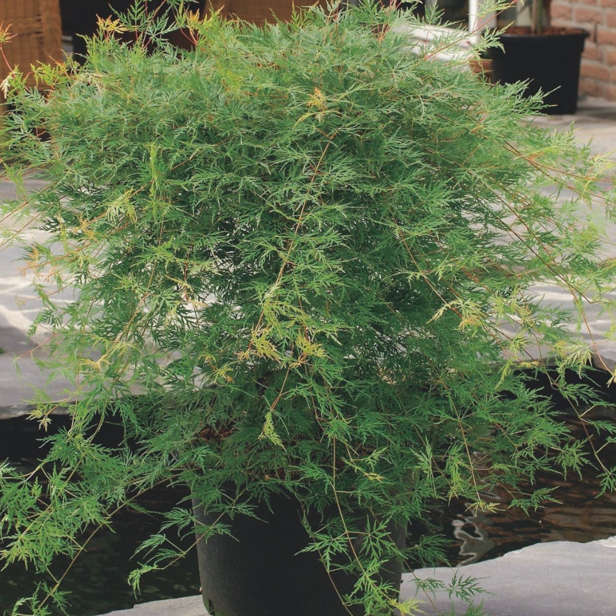 Japanese maple - 2 pcs. - Acer palmatum 'Emerald Lace' - Height 60-70cm - ⌀19cm