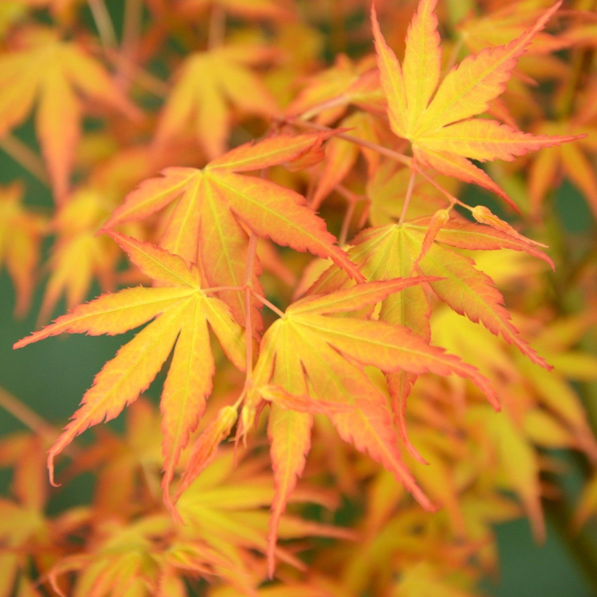 Japanese maple - 2 pcs. - Acer palmatum 'Katsura' - Height 60-70cm - ⌀19cm