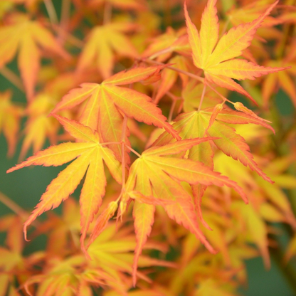 Japanese maple - 2 pcs. - Acer palmatum 'Katsura' - Height 60-70cm - ⌀19cm