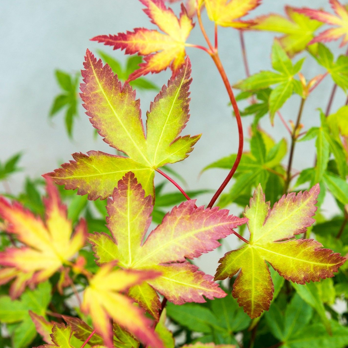 Japanese maple - 2 pcs. - Acer palmatum 'Little Princess' - H45-55cm - ⌀19cm