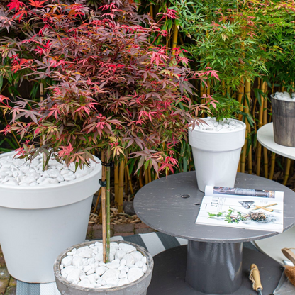 Japanese maple - 2 pcs. - Acer palmatum 'Shaina' - Height 80-90cm - ⌀19cm