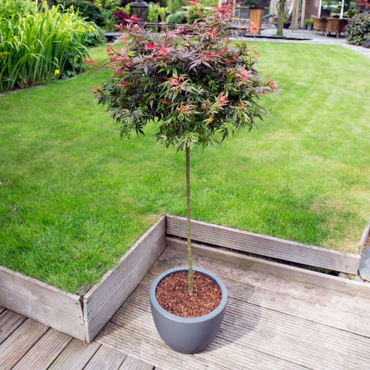 Japanese maple - Acer palmatum 'Shaina' - Height 80-90cm - ⌀19cm